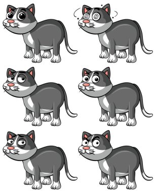 Gri kedi farklı yüz ifadeleri ile