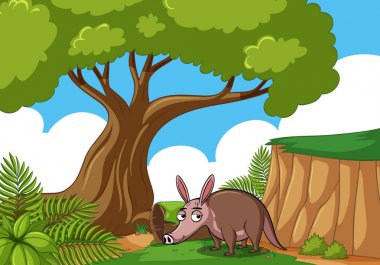 Armadillo ormandaki ile sahne