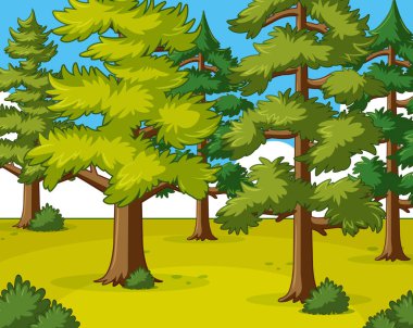 Çam ormanı gün zaman