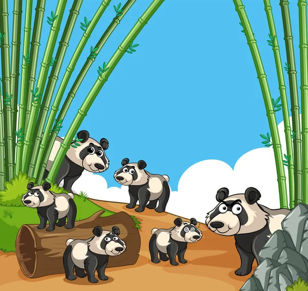 Many pandas in bamboo forest