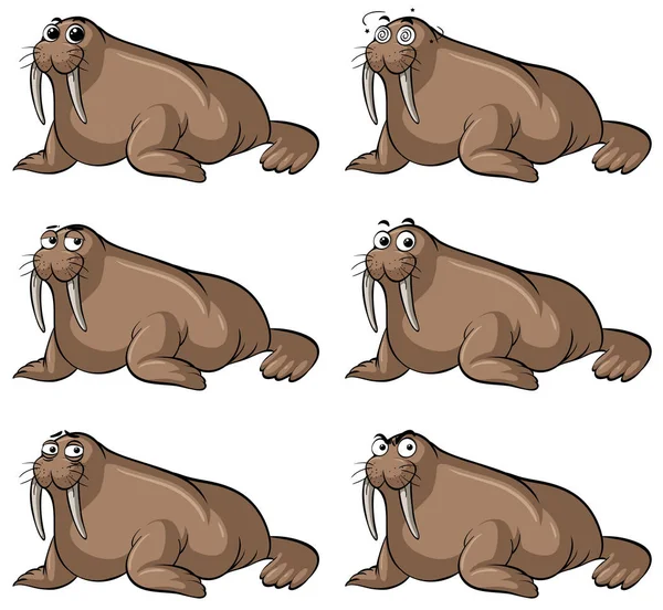 Mors farklı yüz ifadeleri ile