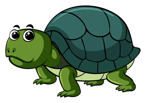 Schattig schildpad op witte achtergrond — Stockvector