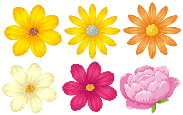 Different kinds of flowers in yellow and pink — Stock Vector