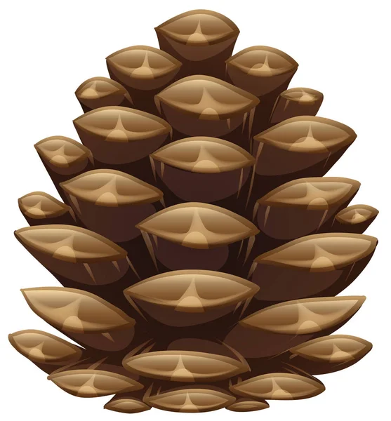 Vértes kinézetét egy pinecone — Stock Vector