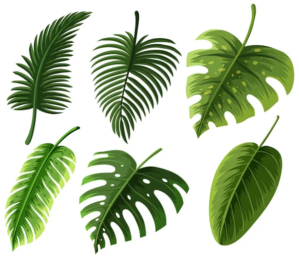 Différents types de feuilles — Image vectorielle