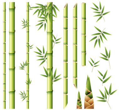 Bambu sapları ve yaprakları