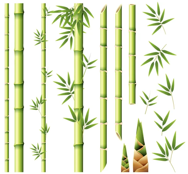 Bambu sapları ve yaprakları