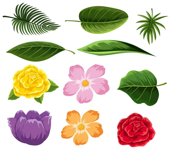 Différents types de feuilles et de fleurs — Image vectorielle
