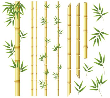 Bambu kaynaklanıyor ve beyaz arka plan üzerinde bırakır