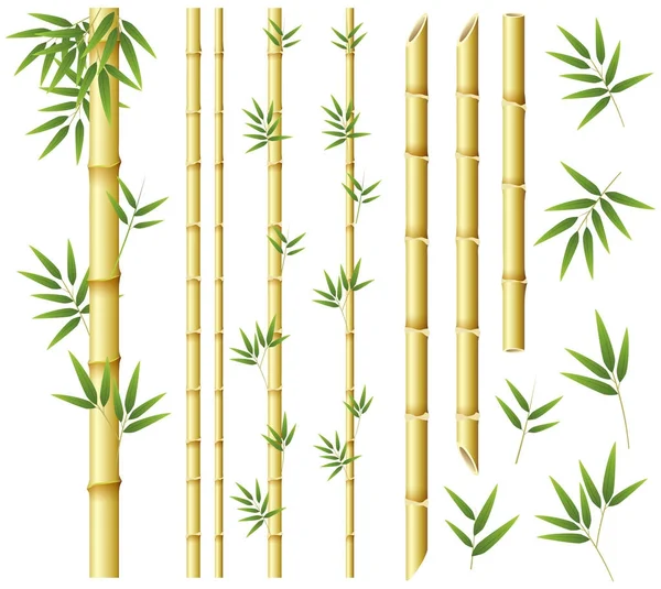 Hastes de bambu e folhas no fundo branco — Vetor de Stock