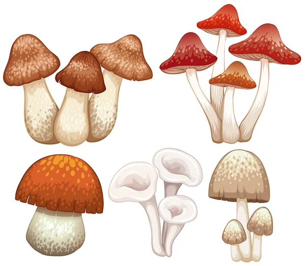 不同类型的白色背景上的蘑菇 — 图库矢量图片
