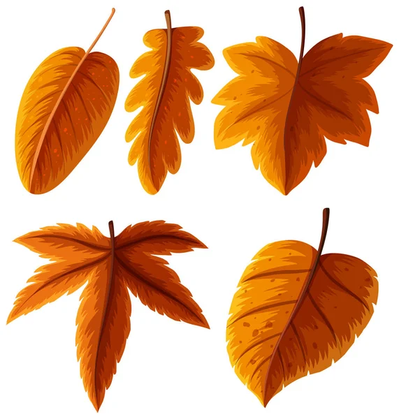Diferentes tipos de folhas na cor laranja —  Vetores de Stock