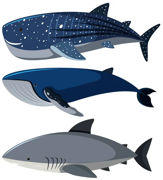 Tres tipos diferentes de tiburones — Vector de stock