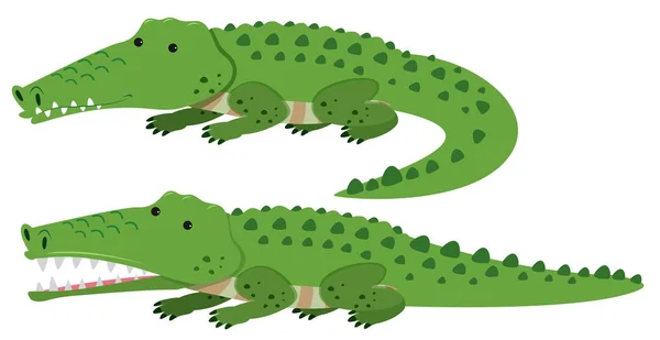 Crocodilos bonitos no fundo branco — Vetor de Stock