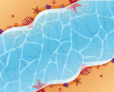 Deniz kabuklarını ve sahilde deniz yıldızı