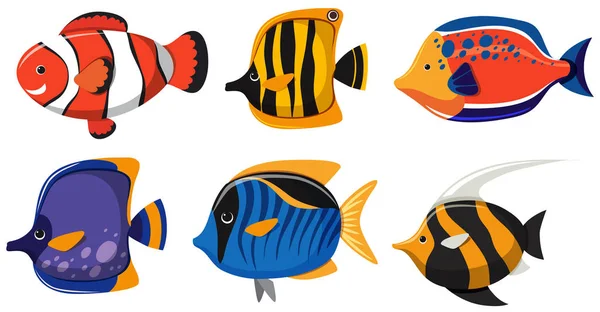 Six types de poissons sur fond blanc — Image vectorielle