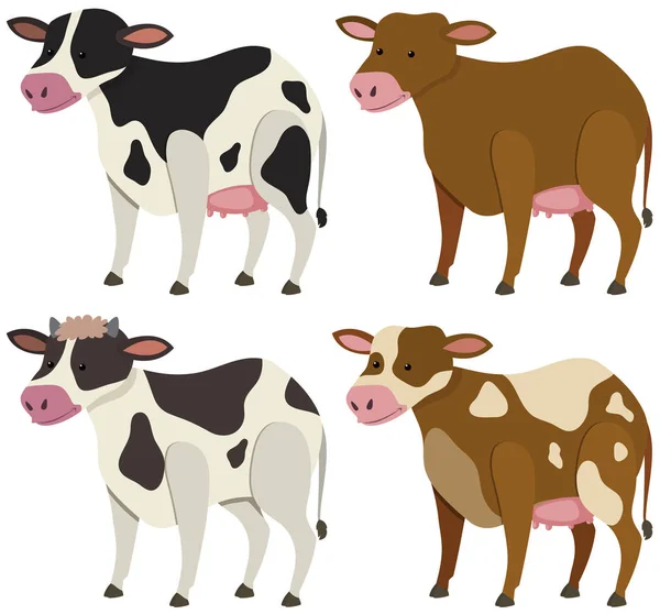 Τέσσερις αγελάδες, με διαφορετικά χρώματα δερμάτων — Διανυσματικό Αρχείο