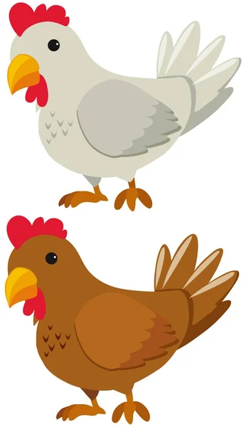 Beyaz ve kahverengi tüy ile tavuk — Stok Vektör