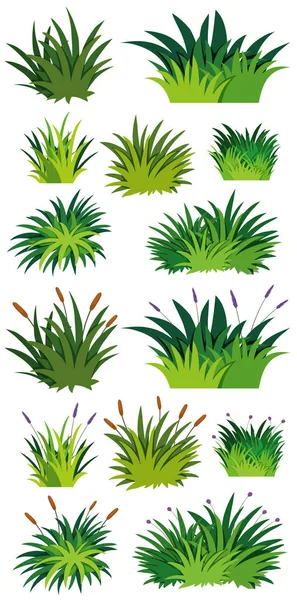 Different pattern of green grass — Stock Vector