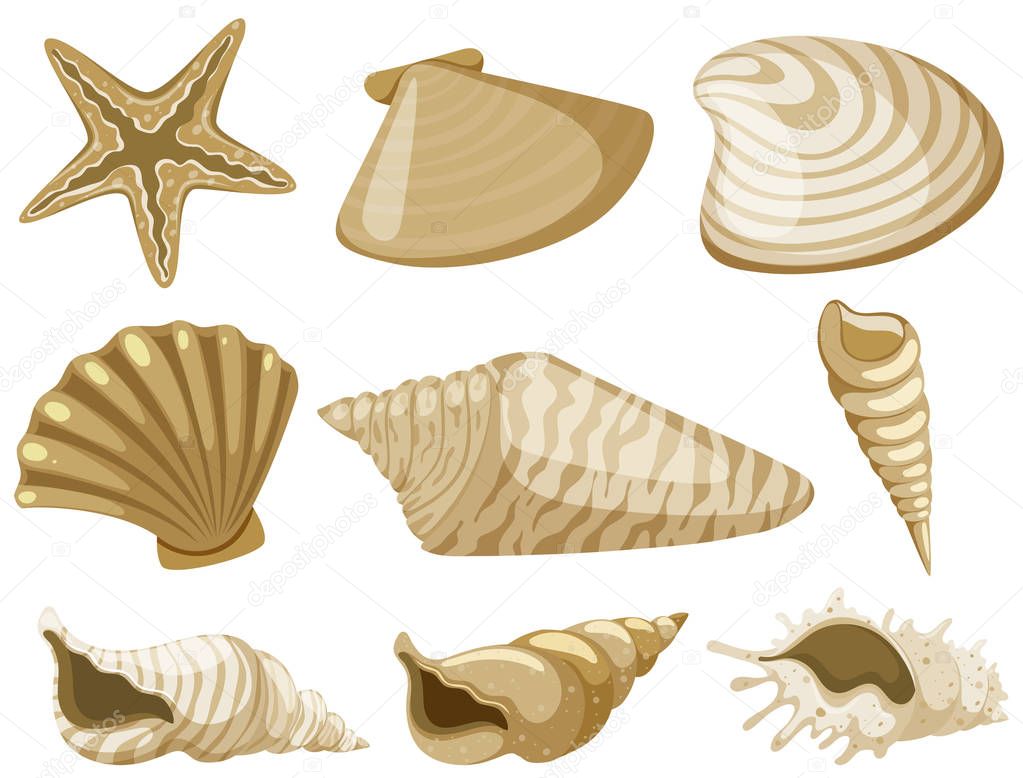 Different types of seashells in brown color