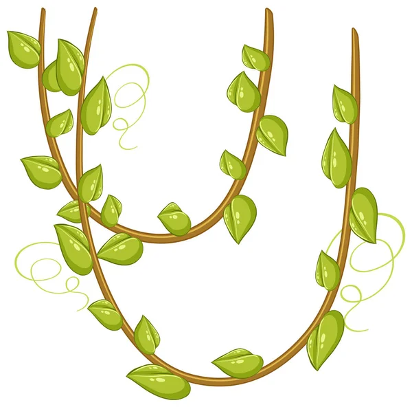 Vigne aux feuilles vertes sur fond blanc — Image vectorielle