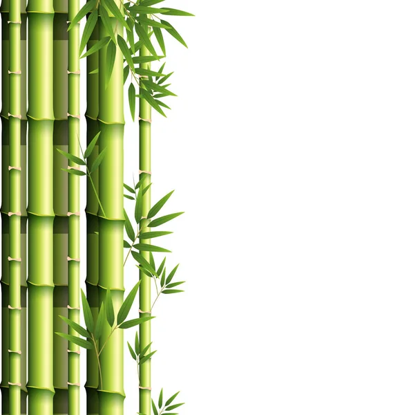 Diseño de fondo con bambú verde — Vector de stock