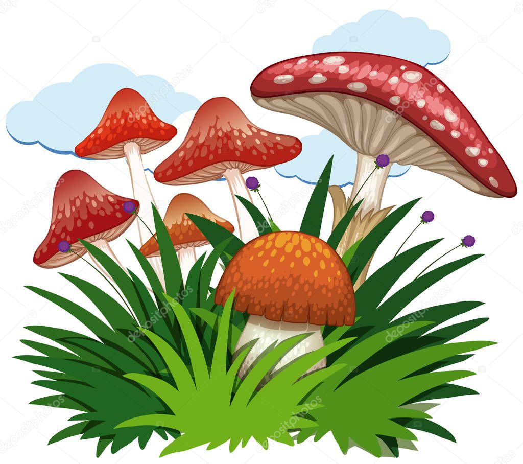 Mushrooms in garden on white background