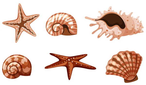 Conjunto de conchas marinas aisladas en color marrón — Archivo Imágenes Vectoriales
