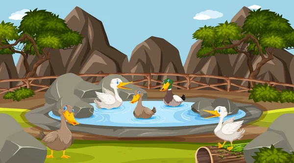 Cena do zoológico com muitos patos na lagoa — Vetor de Stock