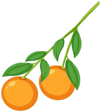 Çizimde iki portakal var.