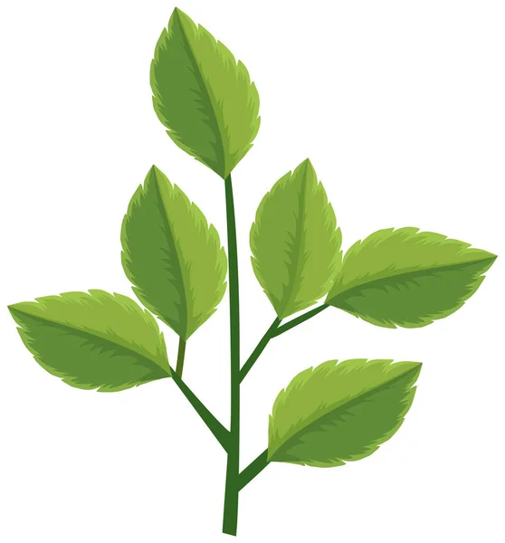 Πράσινα Φύλλα Στο Κλαδί Λευκό Φόντο Εικονογράφηση — Διανυσματικό Αρχείο