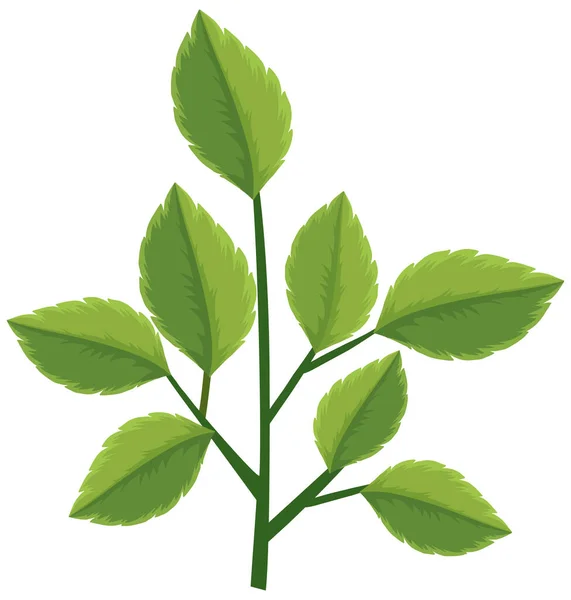 Grüne Blätter Auf Dem Zweig Auf Weißem Hintergrund — Stockvektor