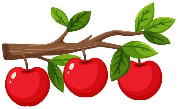 Κόκκινα Μήλα Ξύλινο Κλαδί Λευκό Φόντο Εικονογράφηση — Διανυσματικό Αρχείο