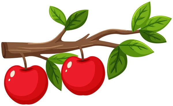 枝イラストに赤いりんごが2つ — ストックベクタ