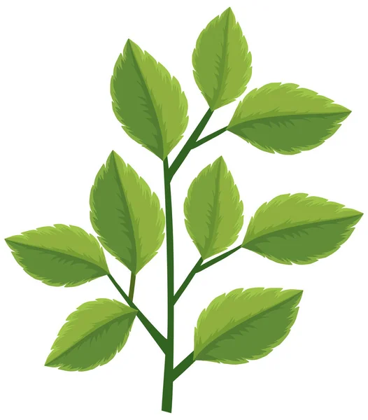 Feuilles Vertes Sur Branche Sur Fond Blanc Illustration — Image vectorielle