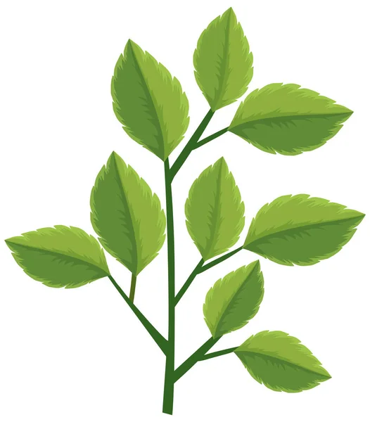 Зеленые Листья Ветке Белом Фоне — стоковый вектор