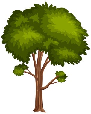 Beyaz arkaplan resimlerinde büyük bir ağaç