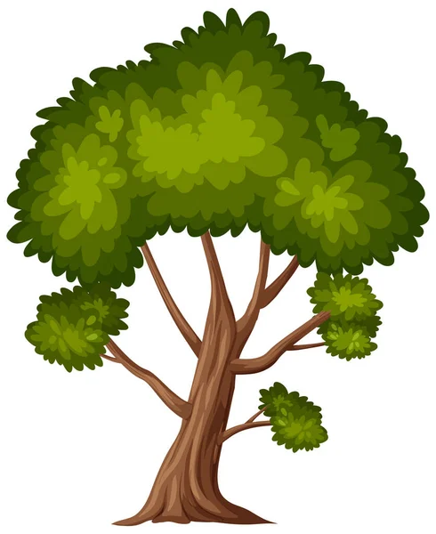 Gran Árbol Sobre Fondo Blanco Ilustración — Vector de stock