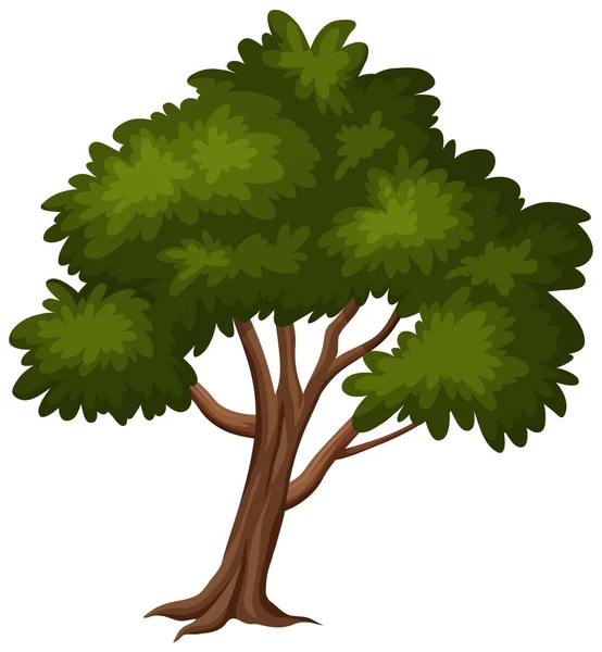 Gran Árbol Sobre Fondo Blanco Ilustración — Vector de stock