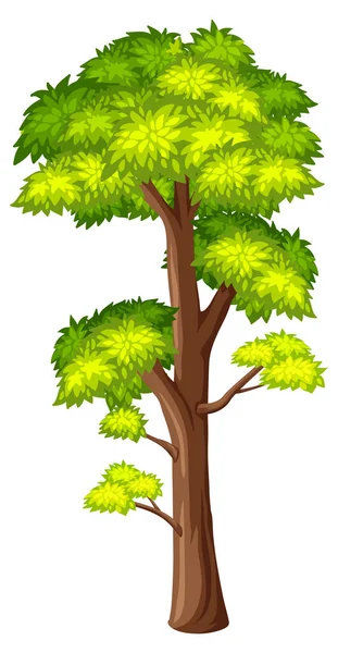 Gran Árbol Sobre Fondo Blanco Ilustración — Vector de stock