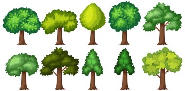 Beyaz arkaplan resimlerinde büyük bir ağaç