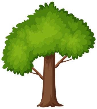 Beyaz arkaplan resimlerinde büyük bir ağaç
