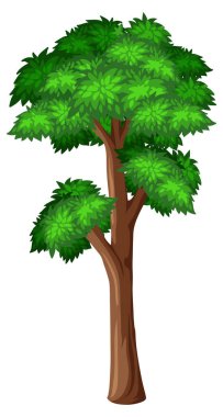 Beyaz arkaplan resimlerinde büyük bir ağaç