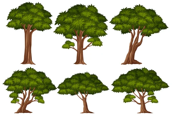 Большие Зелёные Деревья Белом Фоне — стоковый вектор