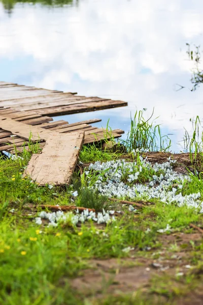 Kelebekler mol nehrinin kıyısında lahana kelebekler