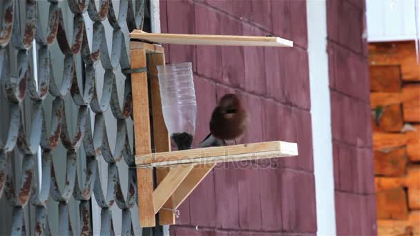 Bird Jay at the bird feeder. — Stock Video