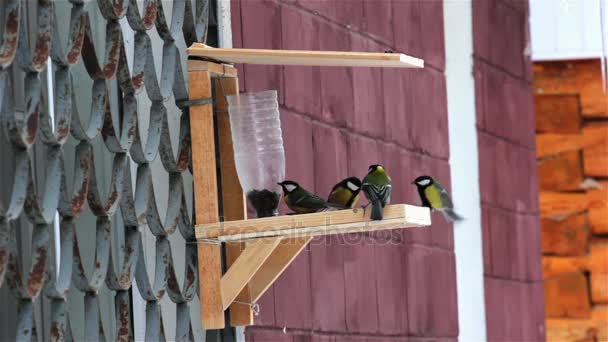 Birds chickadees at the bird feeders. — Stock Video