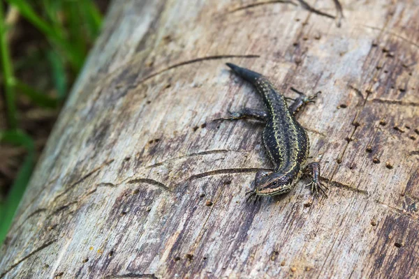 kertenkele bir oturum.