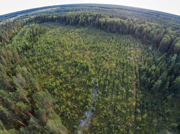 Nerede onlar ormanın kesilmiş eski büyümüş araziler.