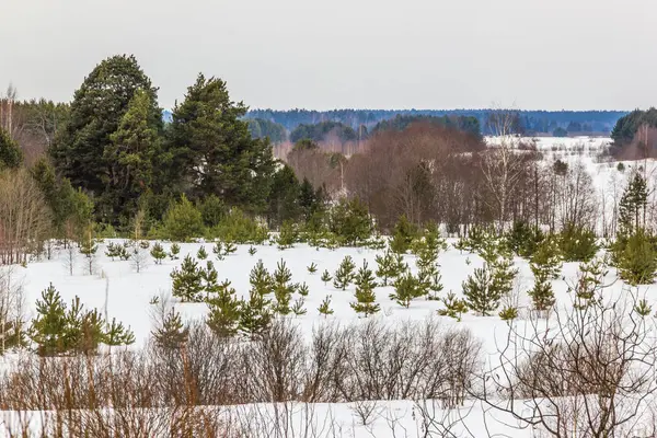 Pinos verdes en la nieve — Foto de Stock